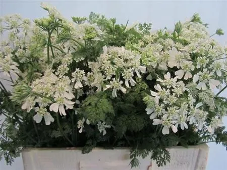 Orlaya Grandflora White • 55 cm