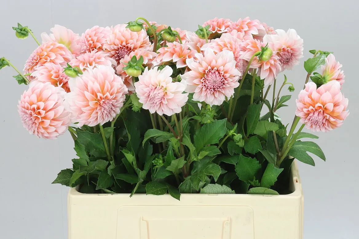 Dahlia Peachess Ex • 60 cm