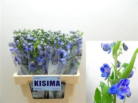 Stračonôžka Elatum Guardian Blue • 60 cm