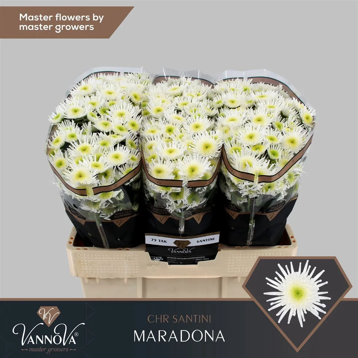 Sant Maradona • 55 cm