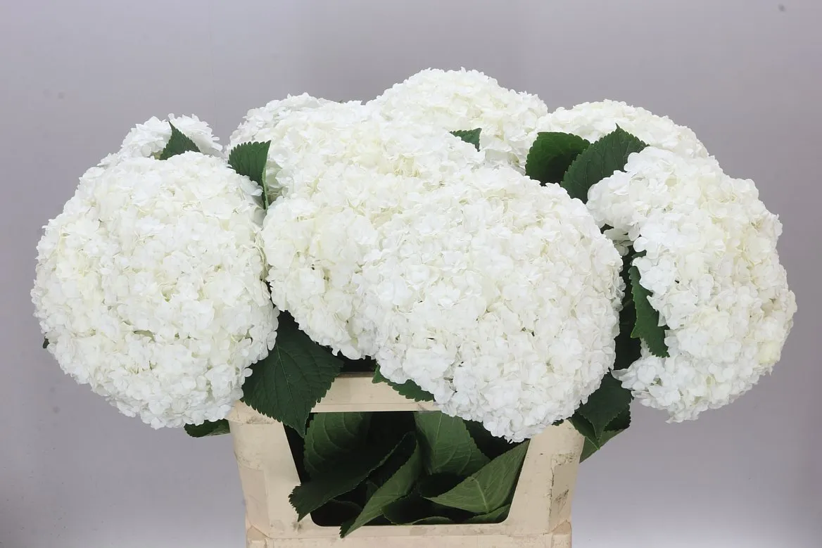 Hortenzia Highnes • 80 cm