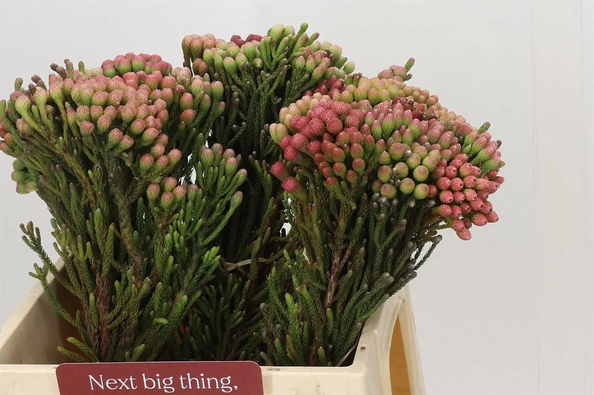 Kaaps Red Brunia • 40 cm