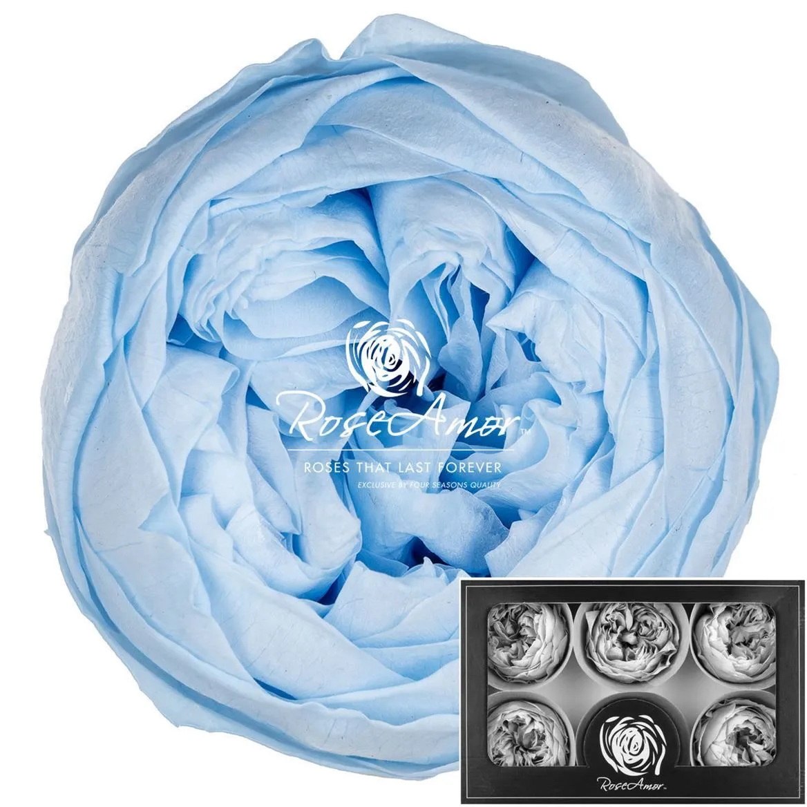 Stabilizovaná záhradná ruža Niki XL ⌀ 6 cm, modrá BLU89