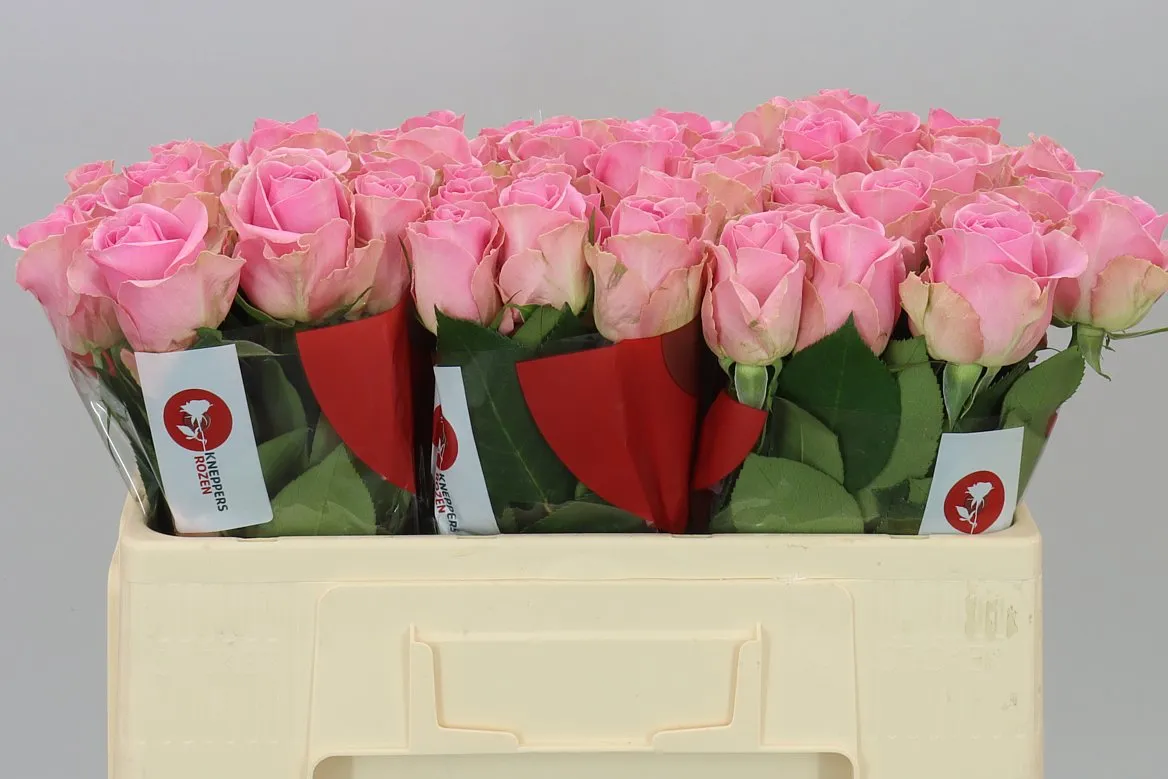 Rosa Gr Wham • 50 cm