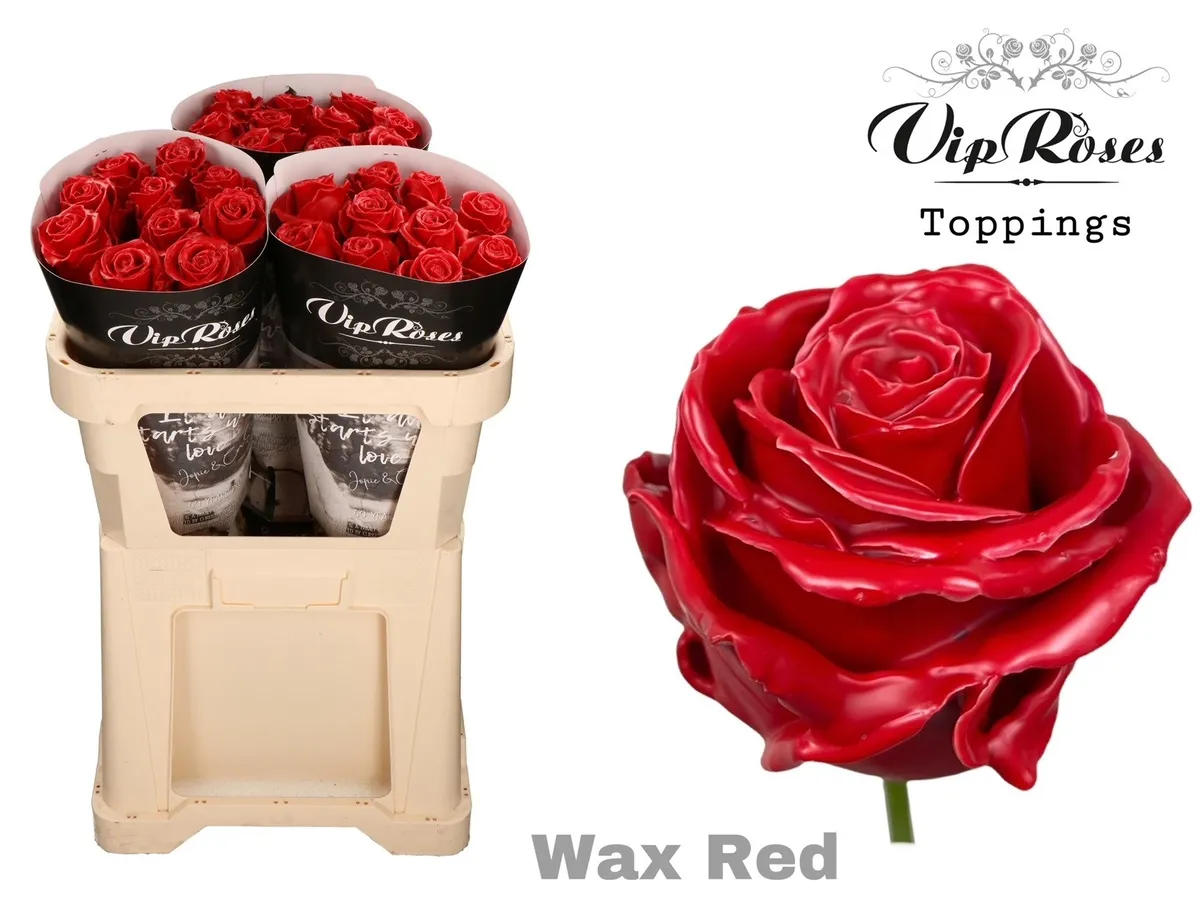Ruža Wax Red X30 998 • 70 cm