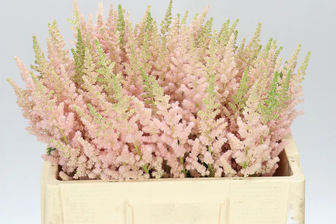 Astilbe Inferno • 55 cm