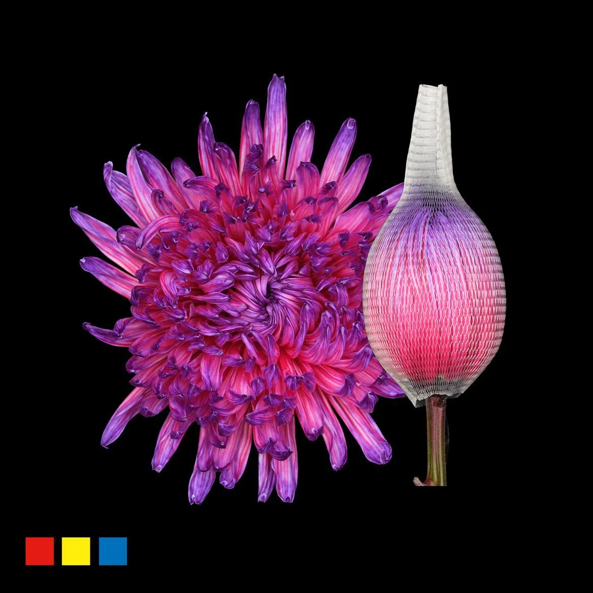 Chryzantéma veľkokvetá Stravina Expression • 70 cm