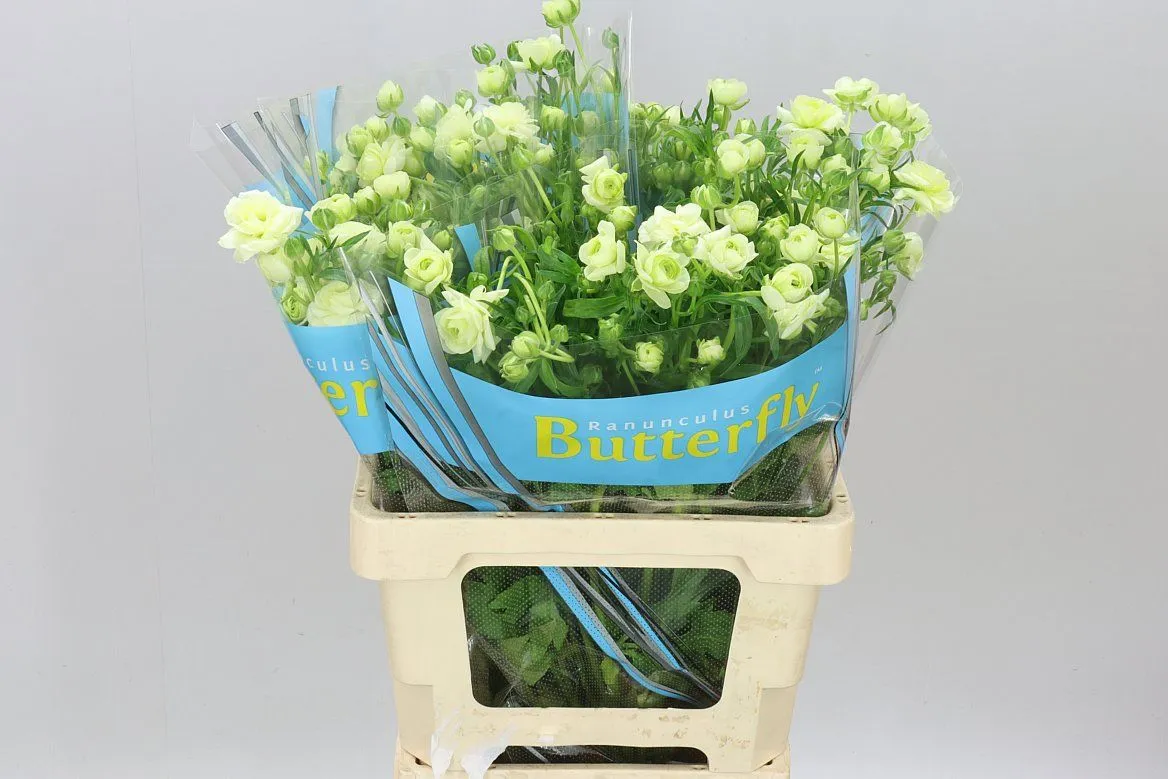 Ranuncul Butterfly Ariadne • 70 cm