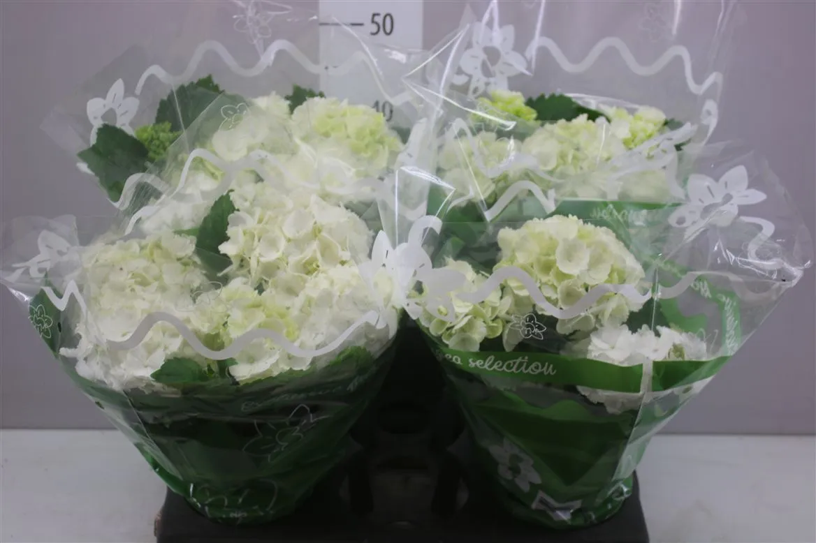 Hydrangea Schneeball 7+ • črepník 14 cm