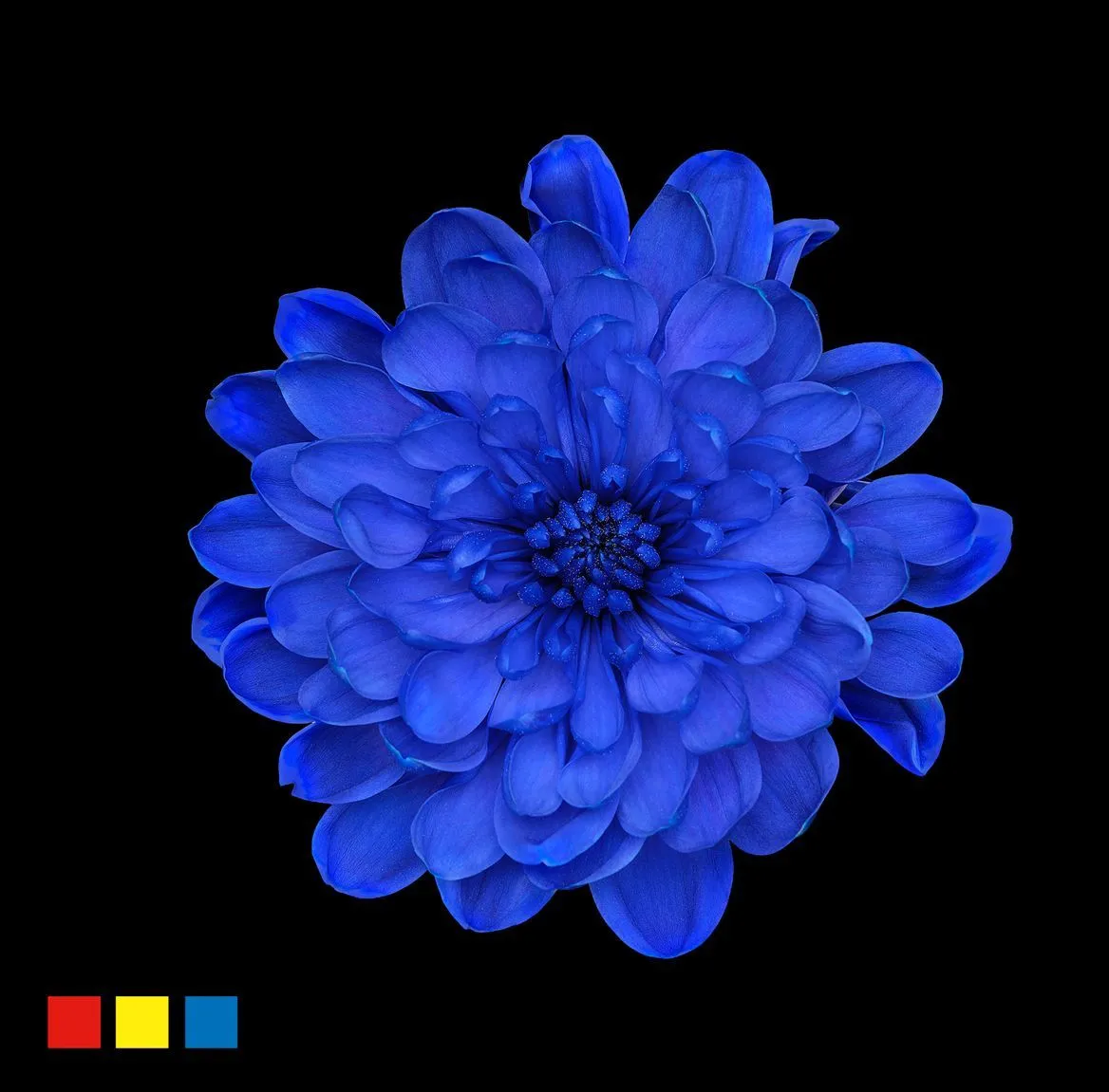 Chryzantéma trsová Altaj Blue • 70 cm