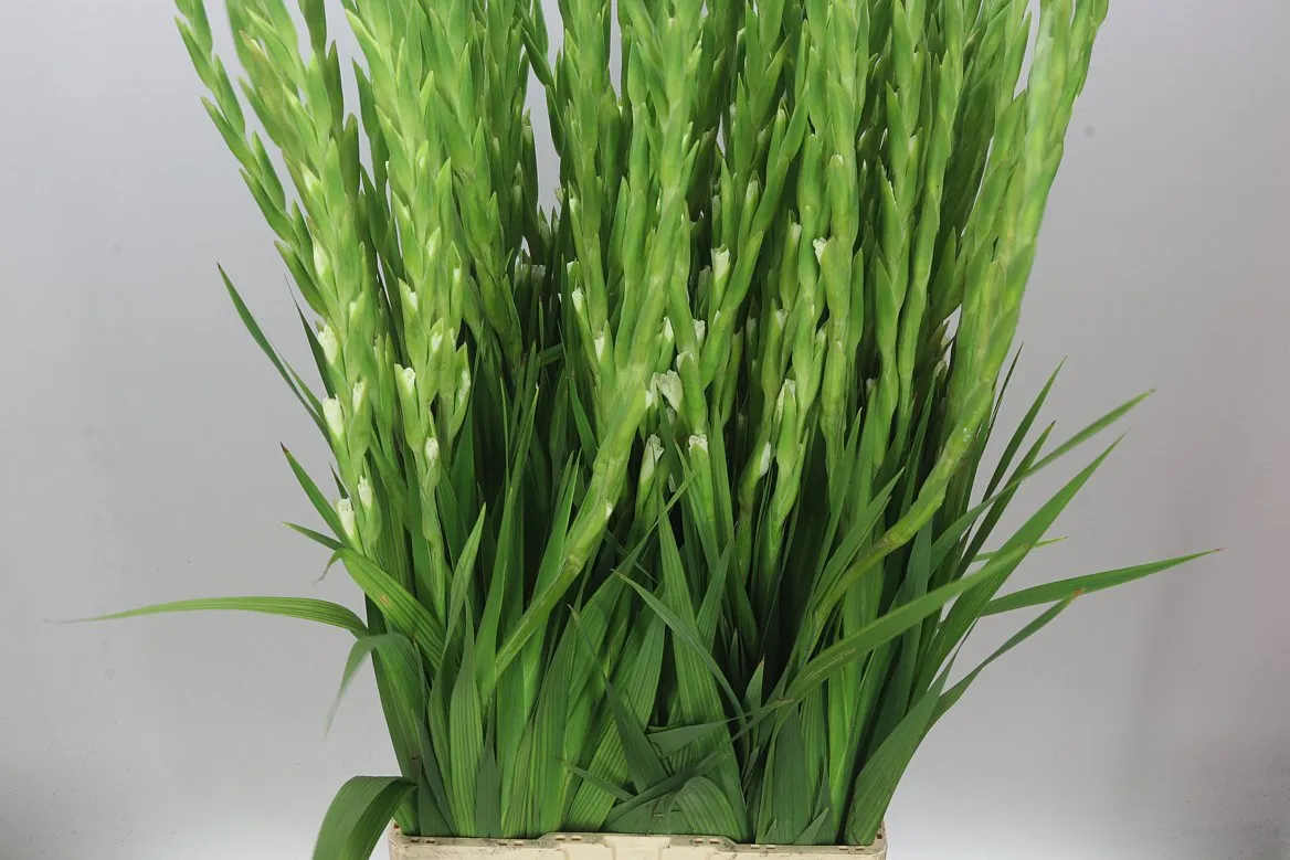 Gladiola Puravida 110cm • 110 cm