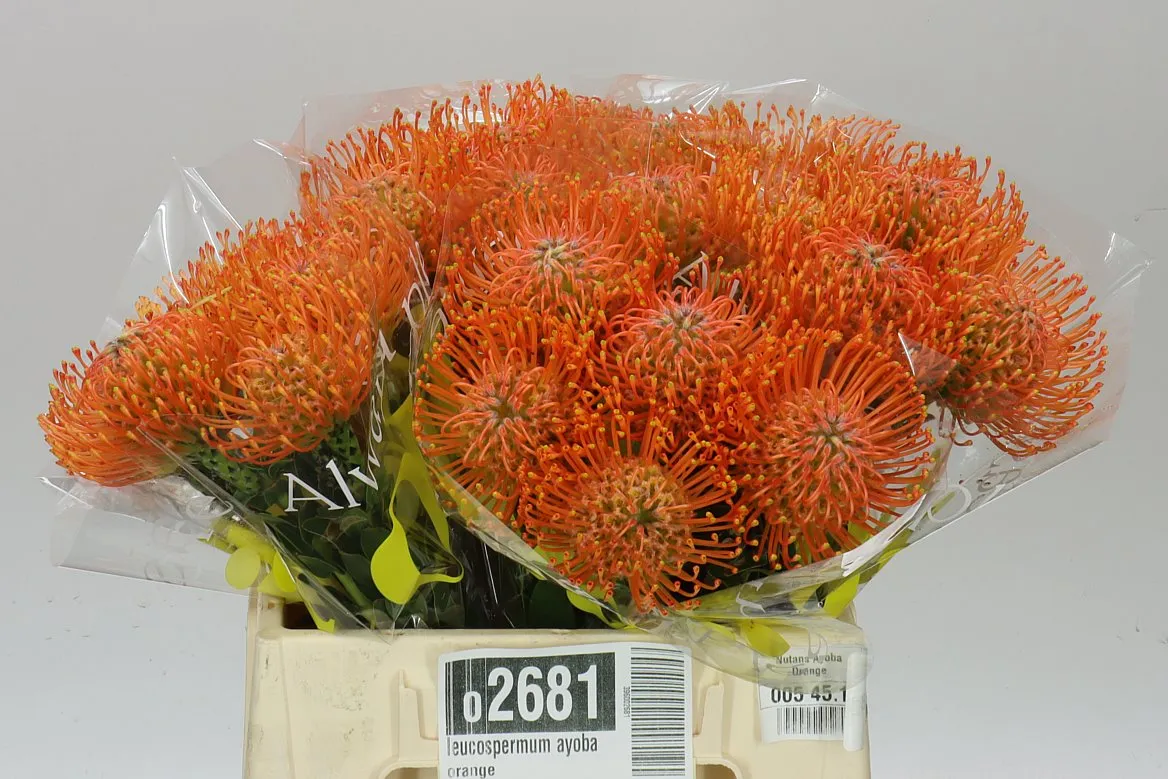 Leucospermum Ayoba Orange • 40 cm