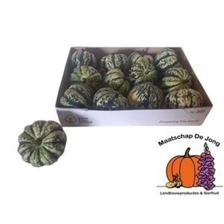 Okrasná tekvica P Sweet Dumpling