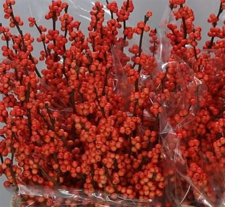 Ilex Winter Gold • 80 cm