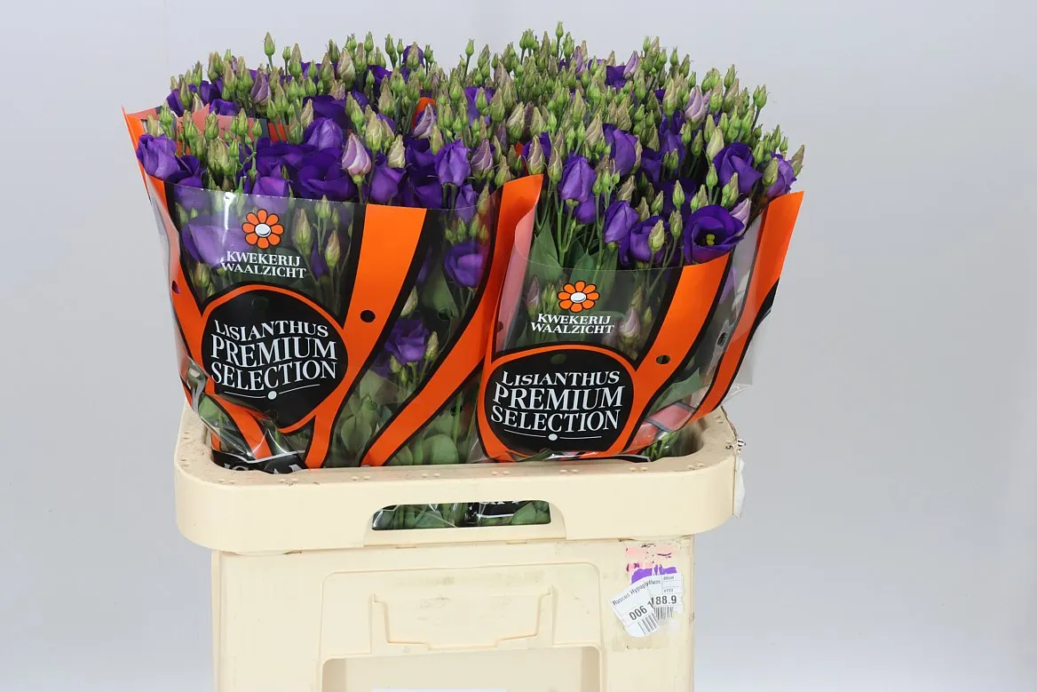 Eustóma jednoduchá Piccolo Violet • 70 cm