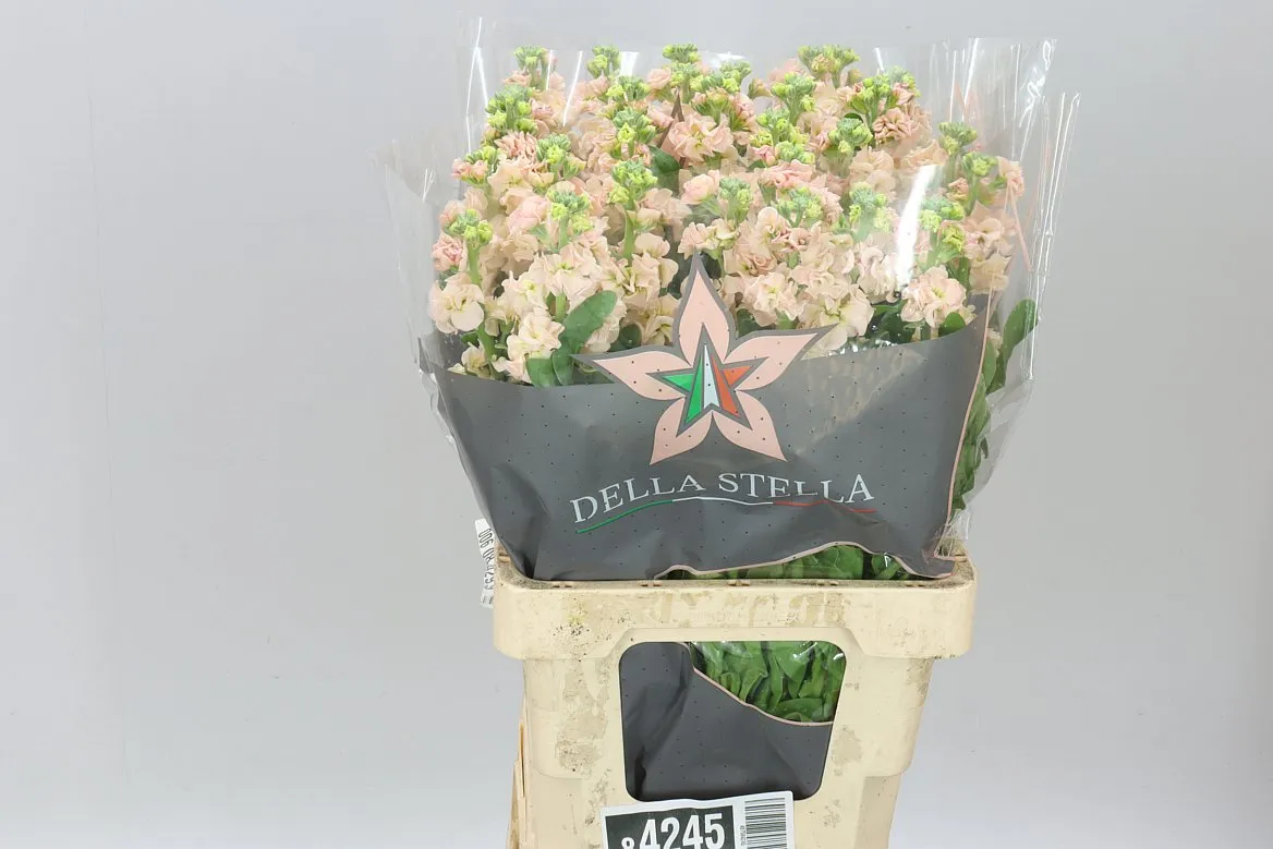 Matthiola Apricot It. Imp • 65 cm