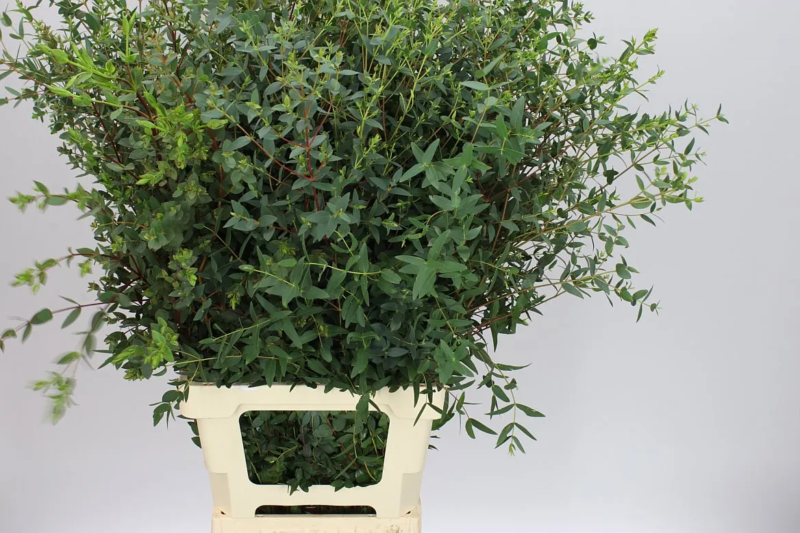 Parvifolia 400 Gr X2 • 75 cm