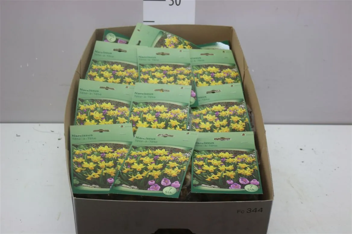 Droge Bloembol Narcis Tete A Tete
