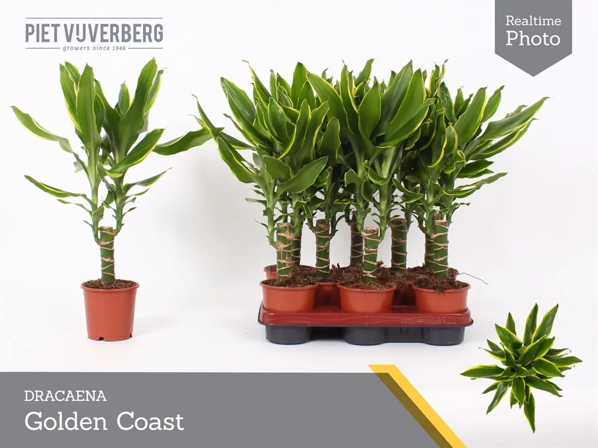 Dracaena Golden Coast 1 Stam • črepník 11 cm