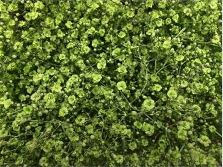 Gypsofila Million Star farbená Mint