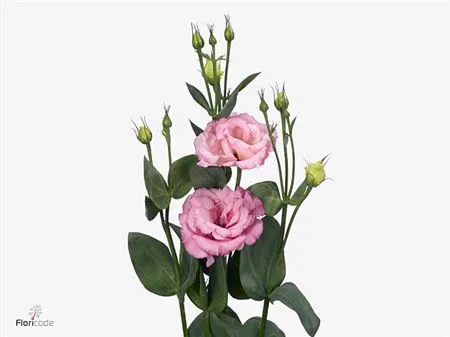Eus G Corelli Deep Pink (it) • 72 cm