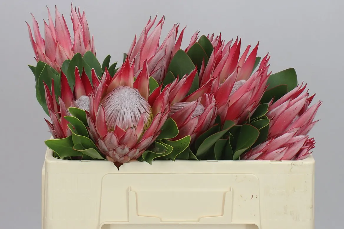 Protea Cynaroides Clare • 50 cm