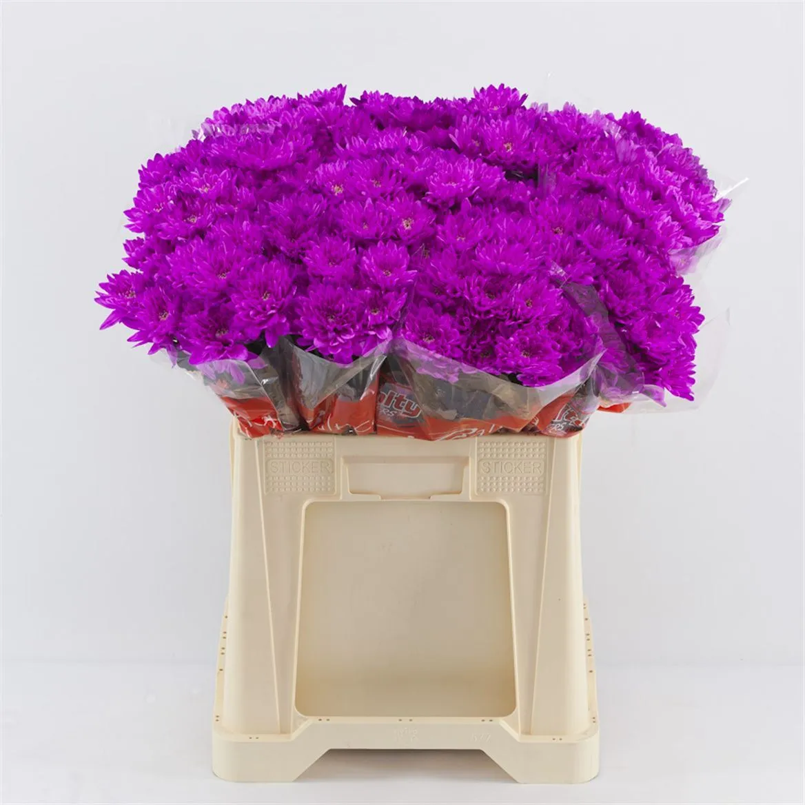 Chryzantéma trsová Baltica Cerise • 70 cm