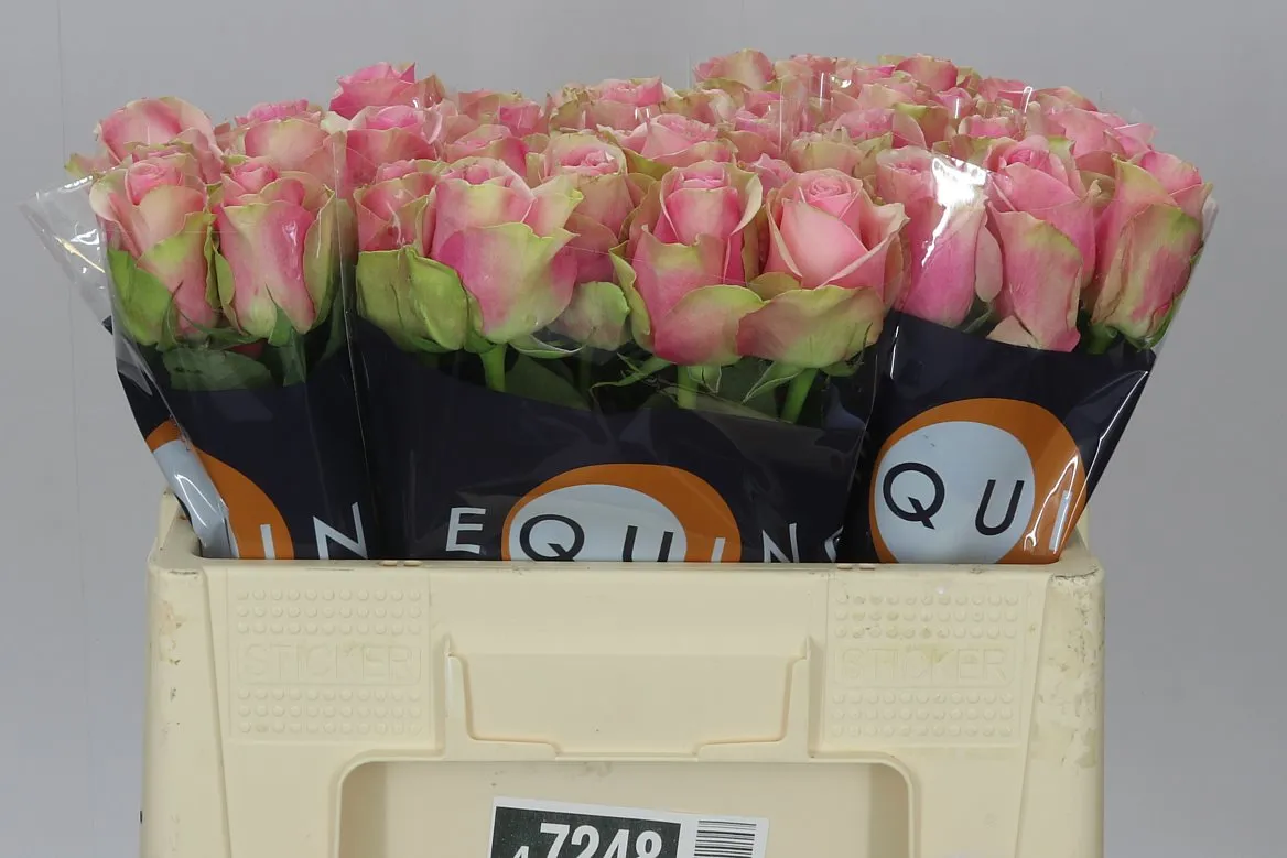 Ruža Belle Rose Ex • 50 cm