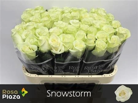 Ruža Snowstorm • 70 cm
