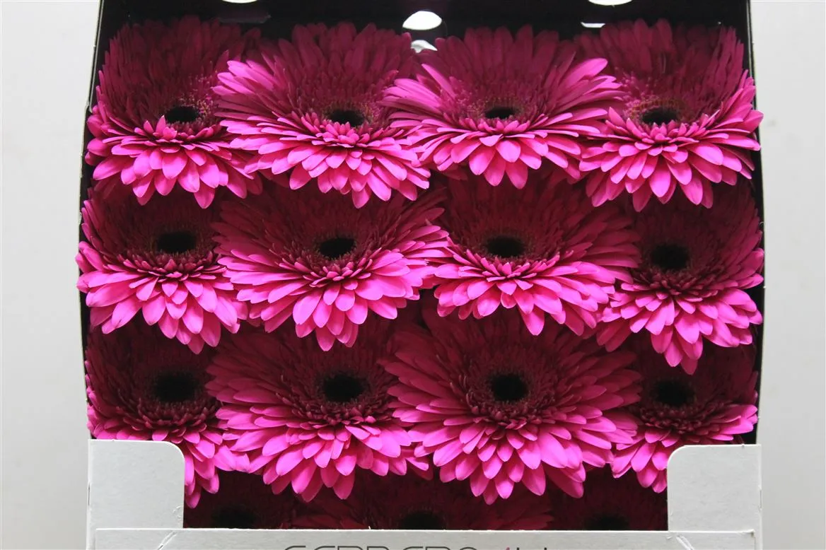 Gerbera Diamond Madeira • 55 cm