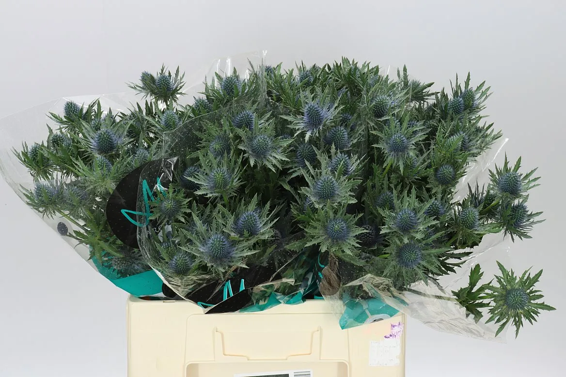 Eryngium Aqua • 60 cm