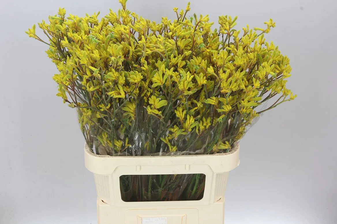 Anigozanthos Yindi • 80 cm