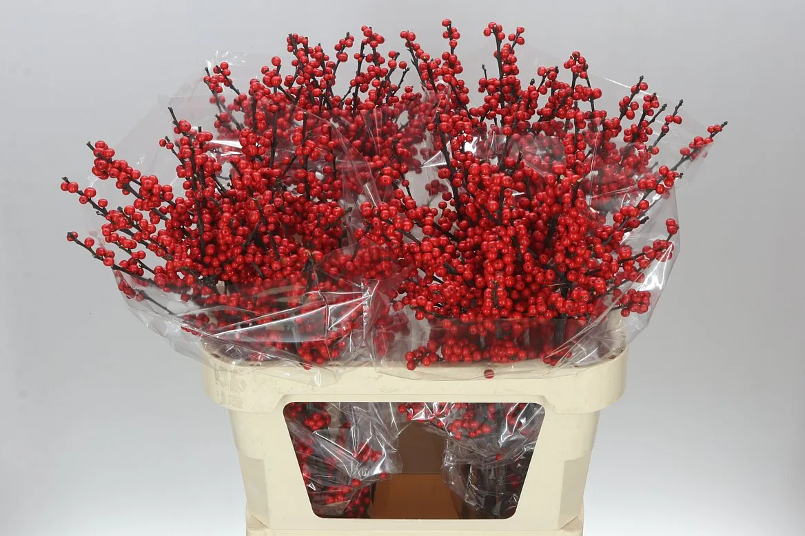 Ilex Verticillata • 80 cm