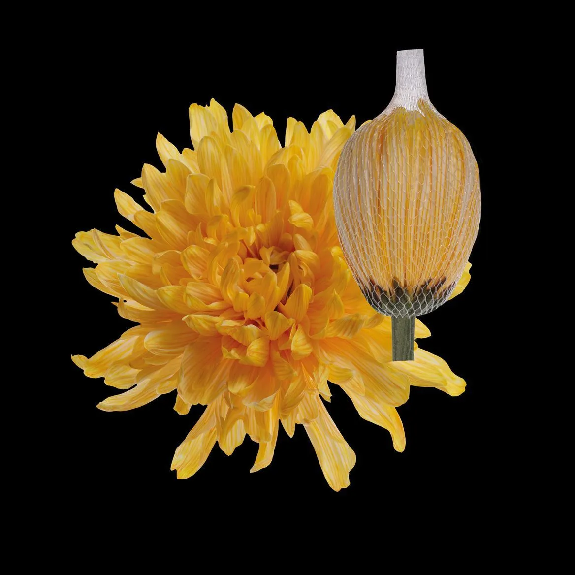 Chryzantéma veľkokvetá Antonov Pastel Orange • 70 cm
