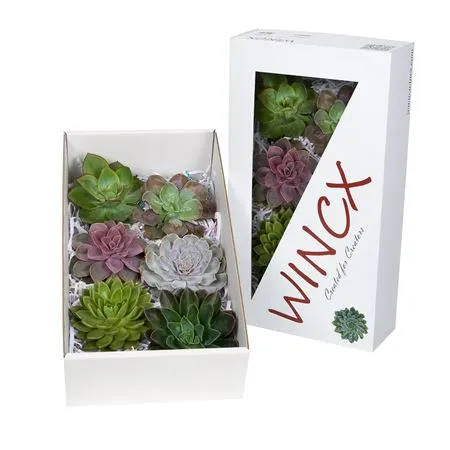 Echeveria Wincx Mix • 14 cm