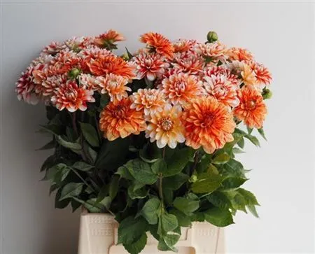 Dahlia Striped Nagano • 45 cm