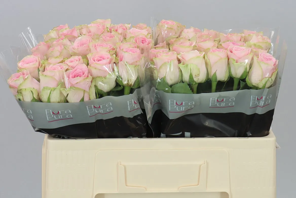 Rosa Gr Olivia • 50 cm