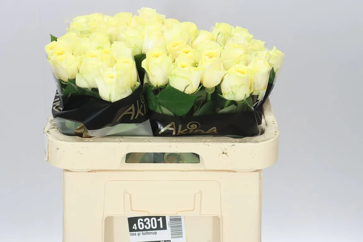 Rosa Gr Buttercup • 60 cm