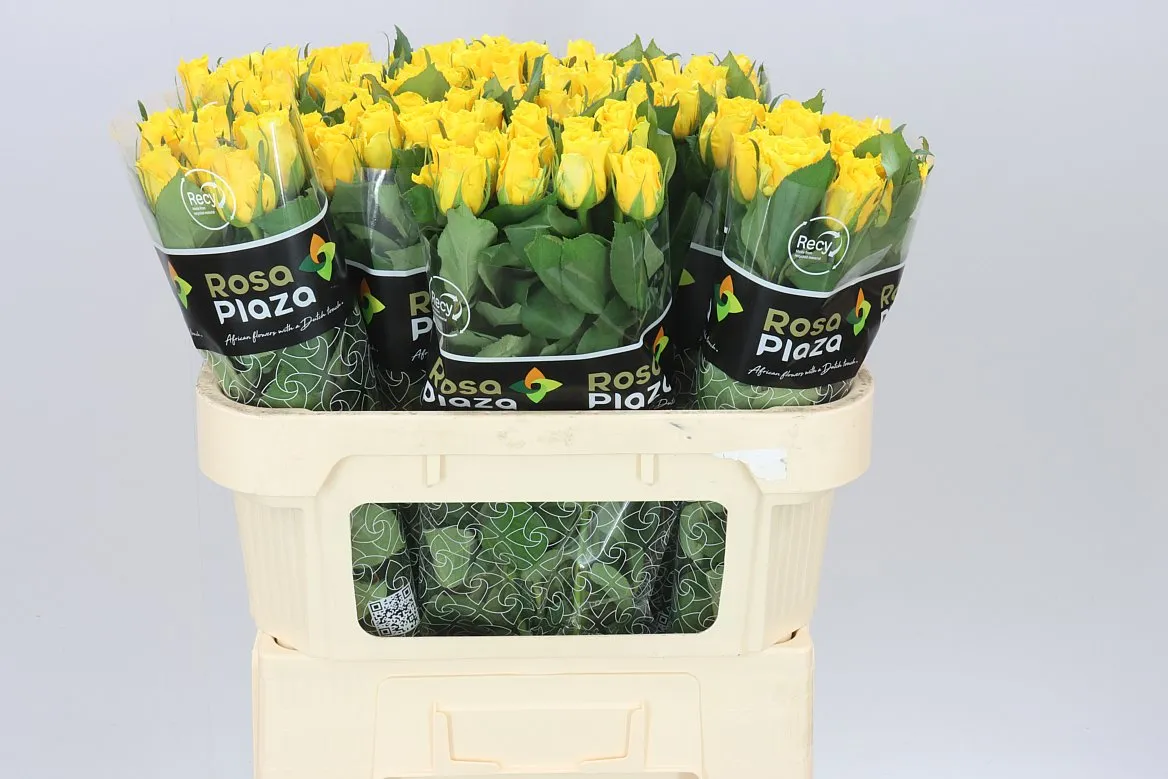 Rosa Gr Jackpot+ • 70 cm