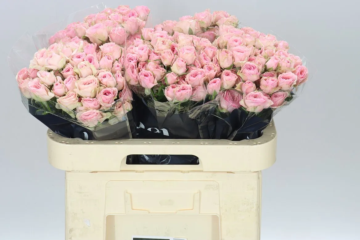 Rosa Tr Yvette • 60 cm