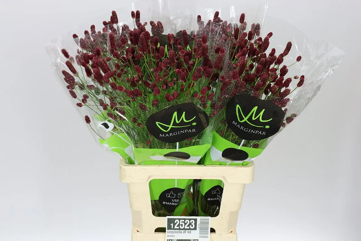 Sanguisorba Of Red Dream • 70 cm