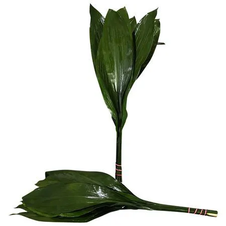 Aspidistra Mini 50cm • 50 cm