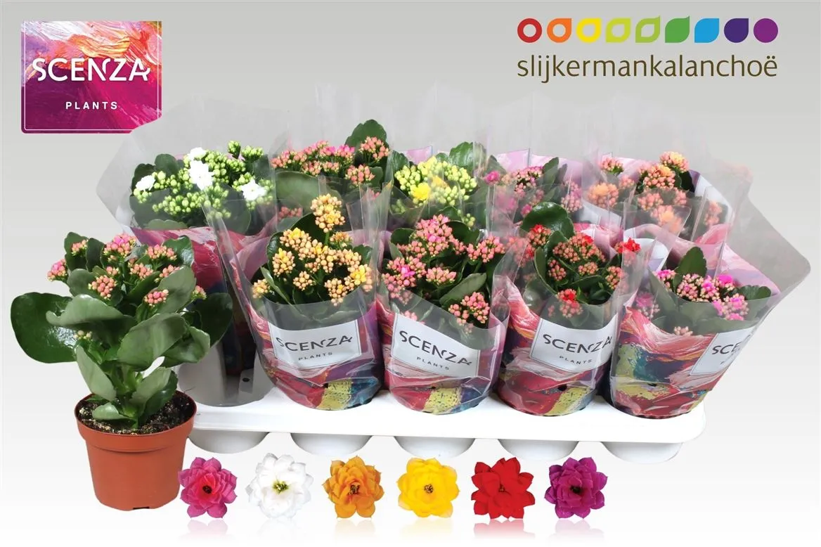 Kalanchoe Calandiva mix • črepník 12 cm