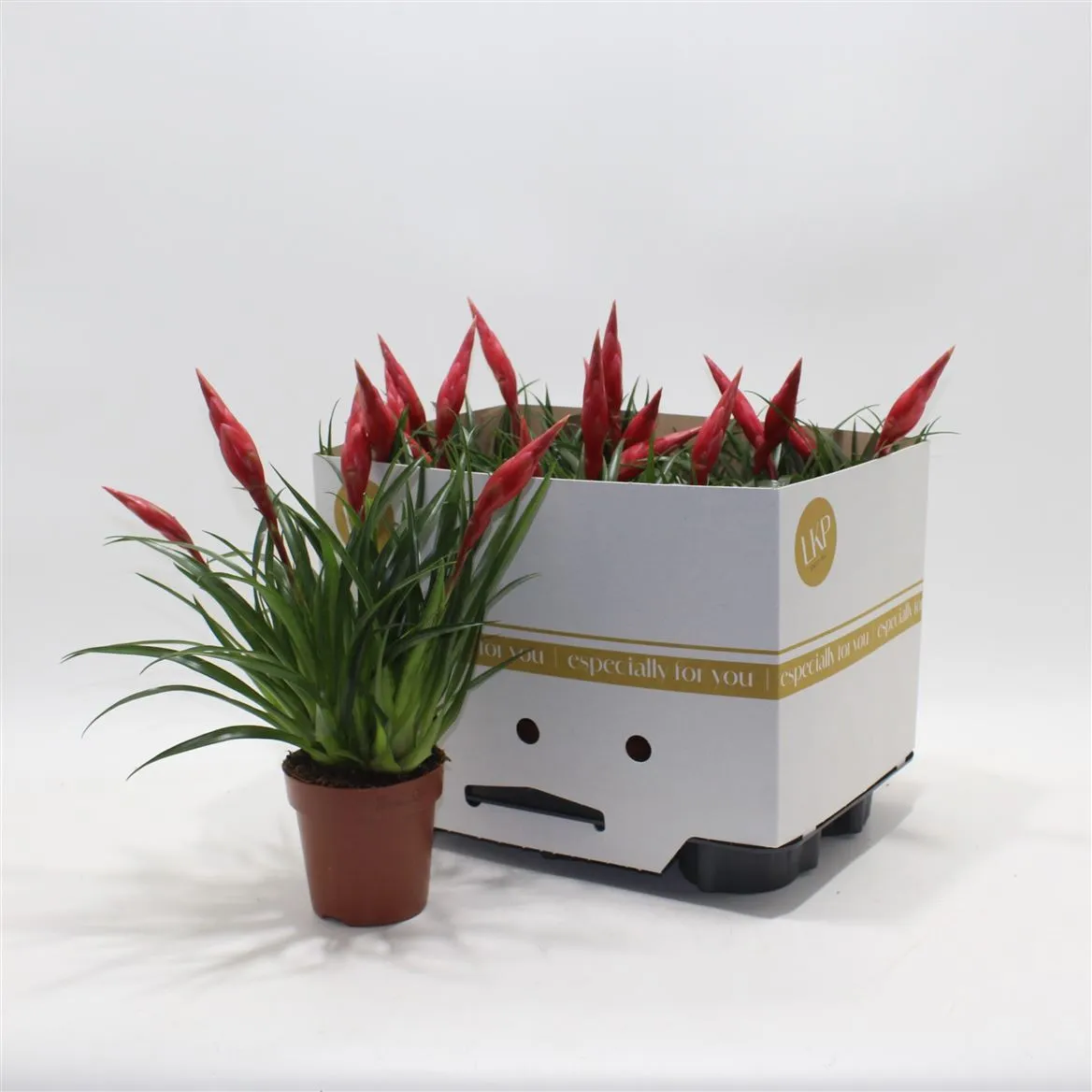 Vriesea Multi Astrid • črepník 12 cm