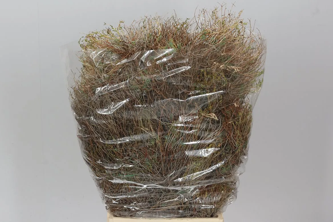 Euphorbia Spinoza • 60 cm