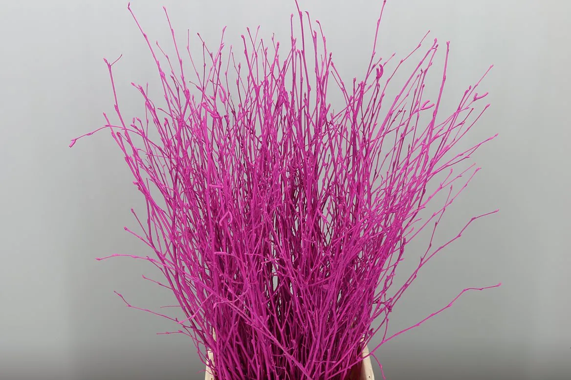 Breza Cerise • 70 cm