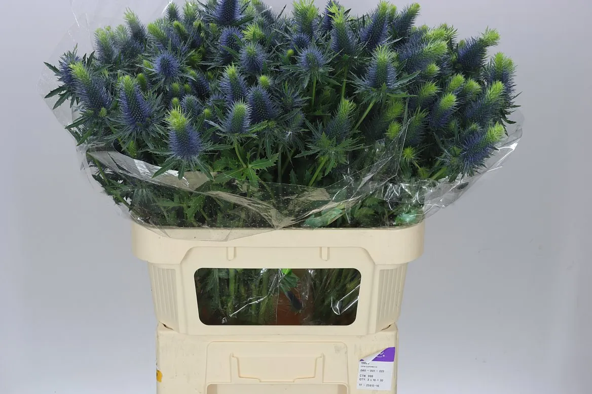 Eryngium Supernova • 80 cm