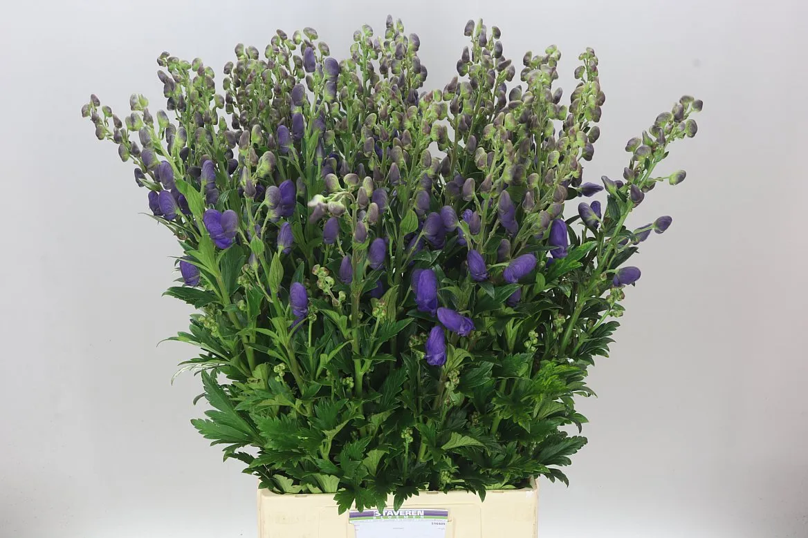Aconitum Car Arendsii • 90 cm