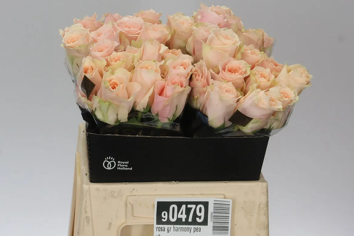 Ruža Harmony Peach • 40 cm
