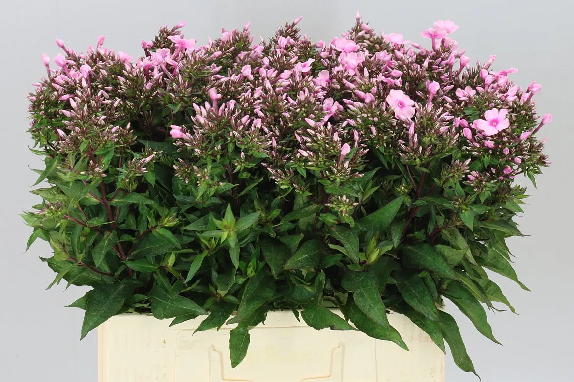 Phlox P Bright Eyes • 60 cm
